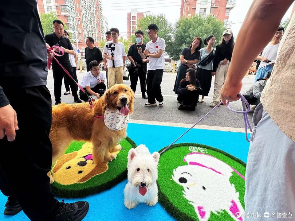 泰山智慧体 泰山智慧体